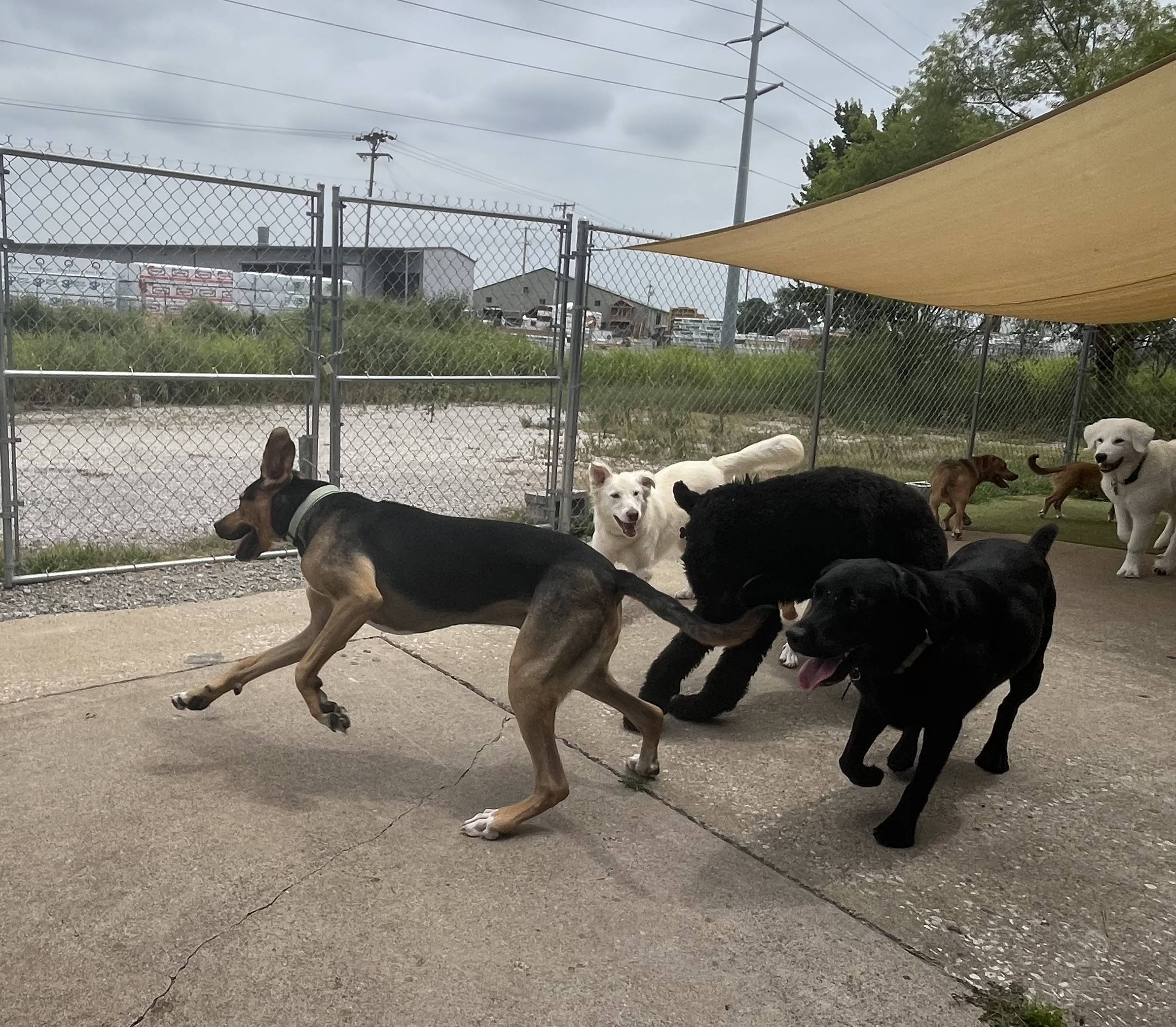 Several dogs running and playing together in the shaded outdoor dog daycare yard. 