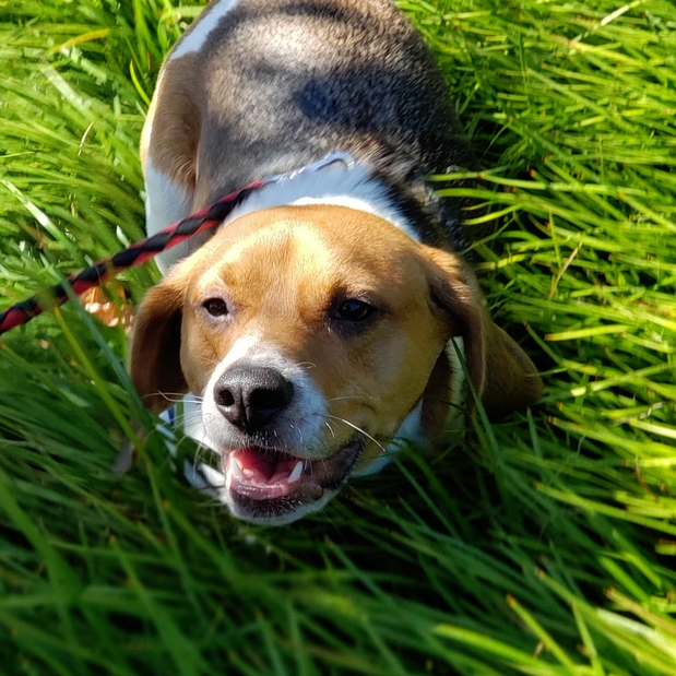 Images Danny's Pet Care LLC