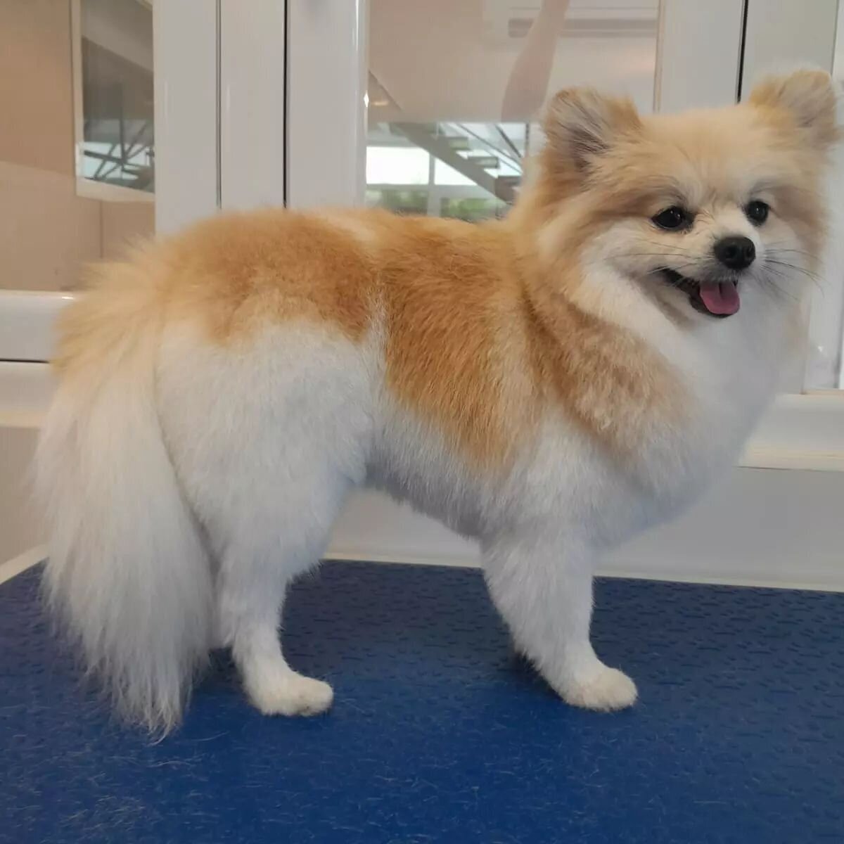 Images The Black Poodle Groom & Care S.L.