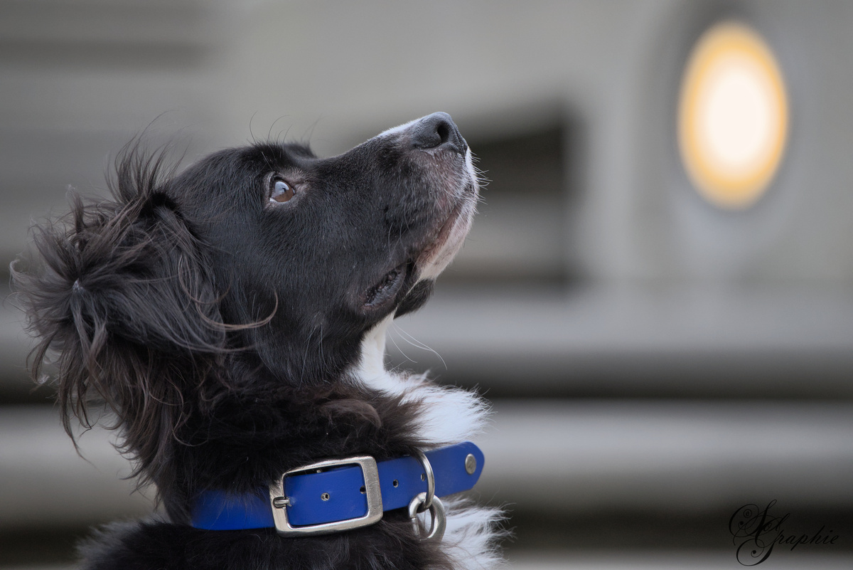 PawlityTime- Hundeschule Hamburg, Suhrenkamp 26 in Hamburg