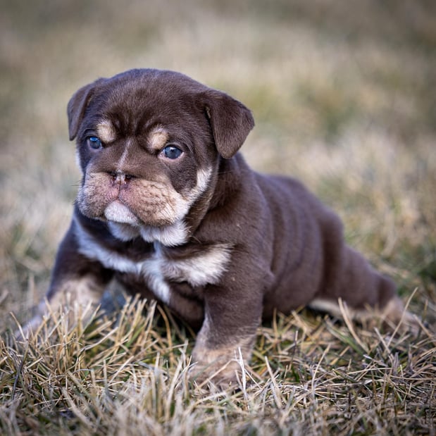 Images Gold Paw Canine
