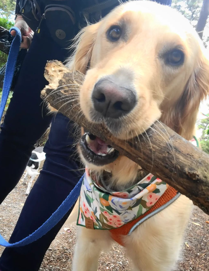 Yippee Skippee Dog Walks Logo