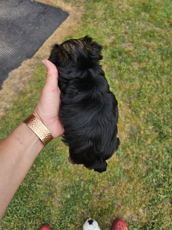 Images Bad, Beautiful & Bossy AKC Yorkies