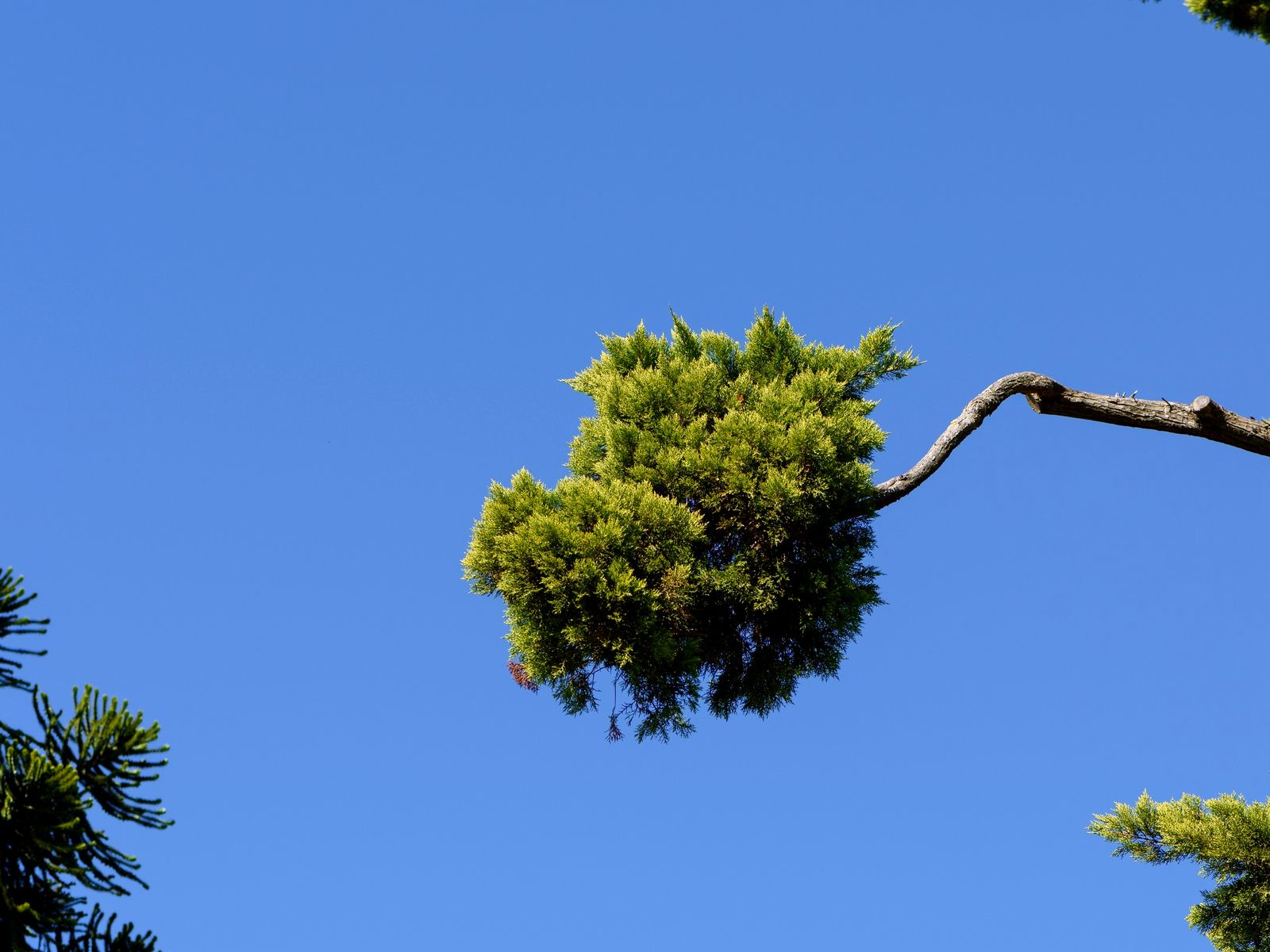 Tree Of Life Trimming Services Logo
