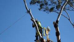 Images Regal Trees Pty Ltd