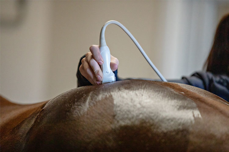 Images Biri Hesteklinikk