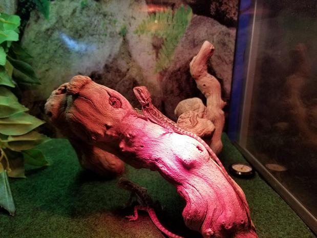 Images Paws & Fins Pet Shop