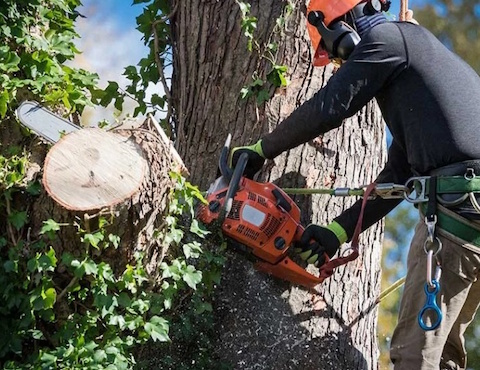 J.D’S Gardening & Tree Service 2