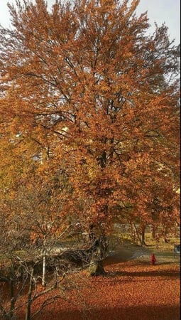 Images American Tree Care