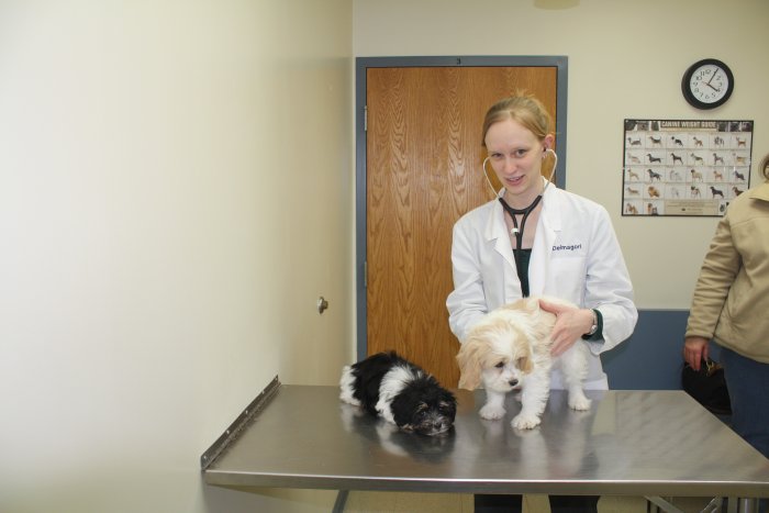 Images VCA Worth Animal Hospital