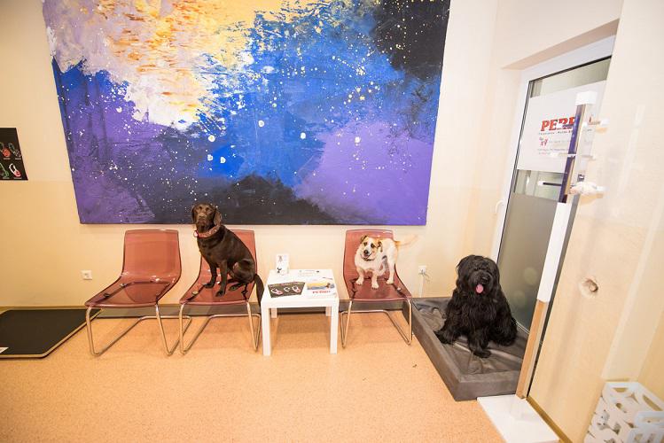 Zentrum für Tierphysiotherapie & Rehabilitation Mag. vet. med Sandra Stastny, Andreas Leykamplatz 1/7 in Gratkorn