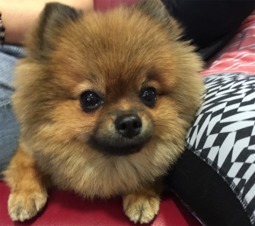 Dog & More, Regensbergstr. 139 in Zürich