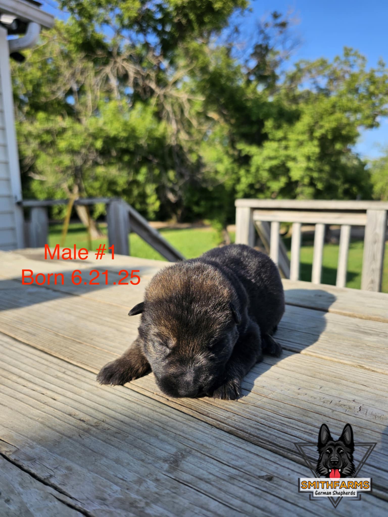 SmithFarms German Shepherds Image