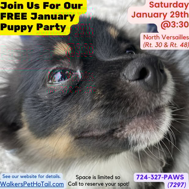 Images Walkers Pet HoTail Pet Care Center