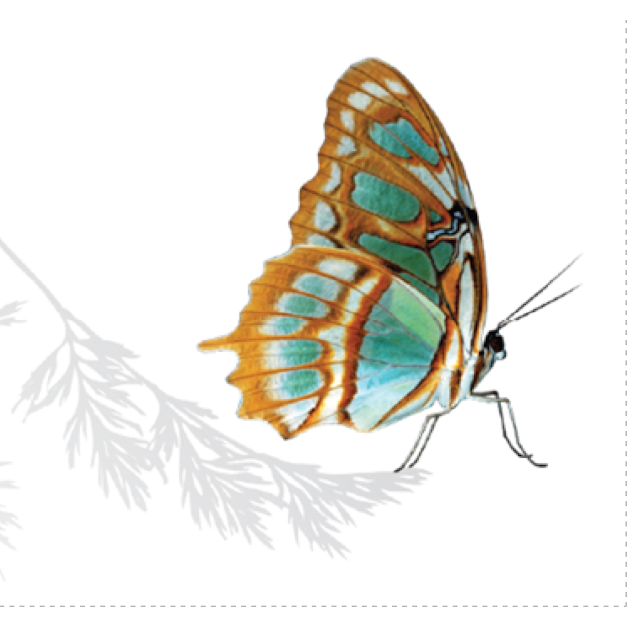 Papillon Life Services Logo