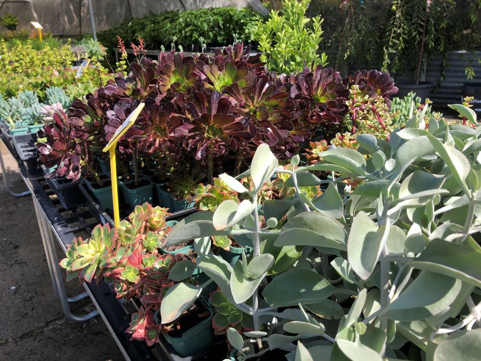 Images Glenvue Nursery
