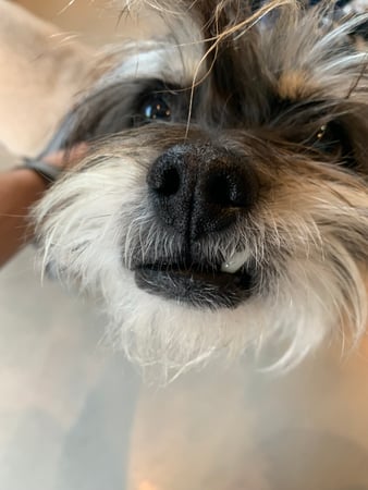 Images Melrose La Brea Animal Hospital