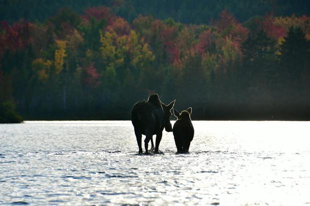 Images Northeast Whitewater Rafting & Moose Tours