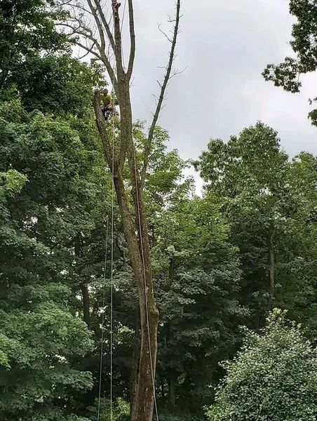 Knock On Wood Tree Service LLC Image