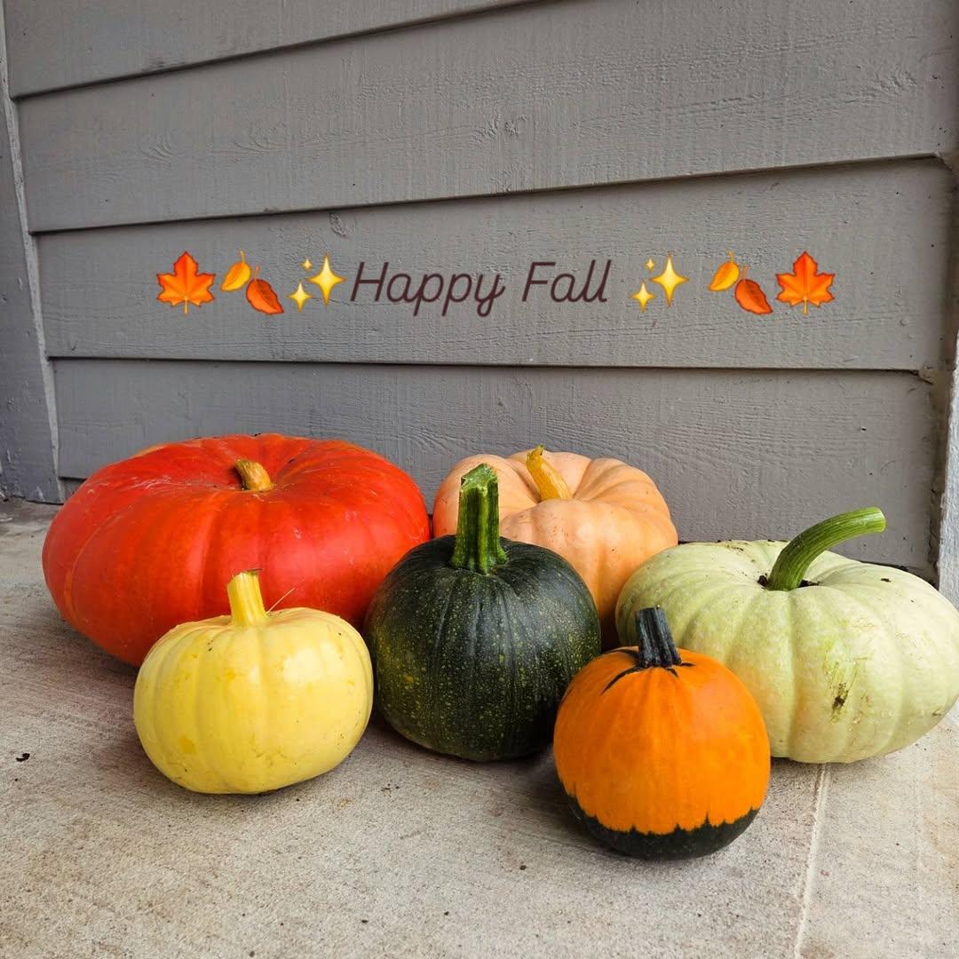 Happy first day of fall! We hope you get all of the cute pumpkins you want and the best insurance yo 