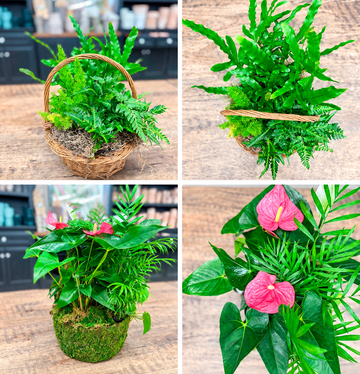 Beautiful dish gardens feature live plants arranged for easy-care gifts or indoor centerpieces. Enjo 