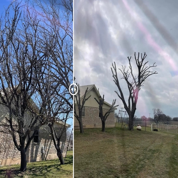 Images Cody's Tree Services