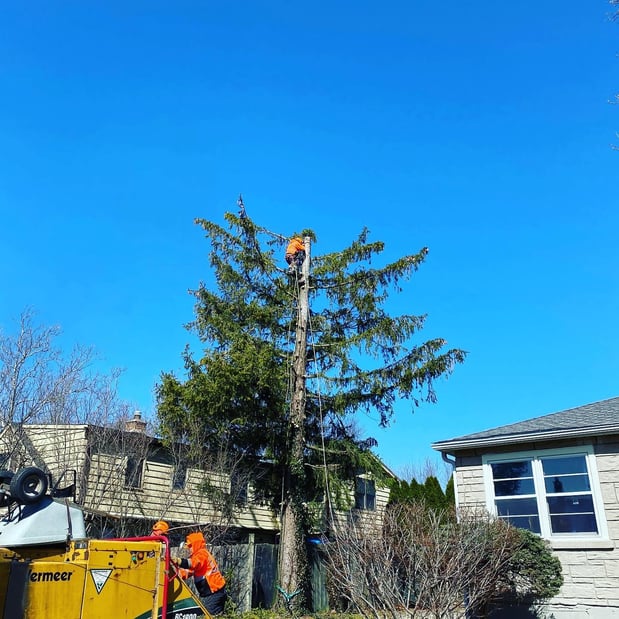 Images Gabriel's Landscape & Tree Services Inc.