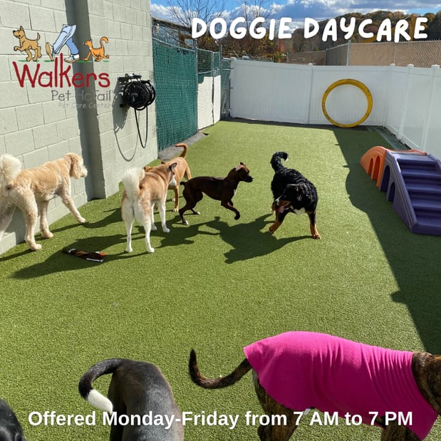 Images Walkers Pet HoTail Pet Care Center