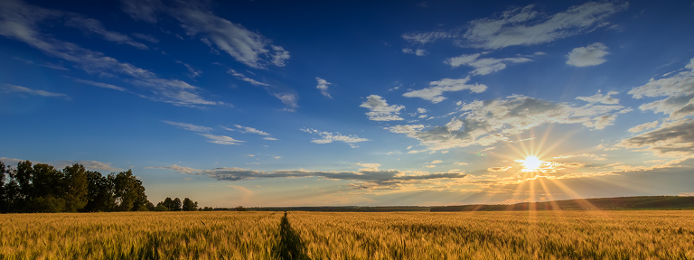 A golden, sunlit wheat field.