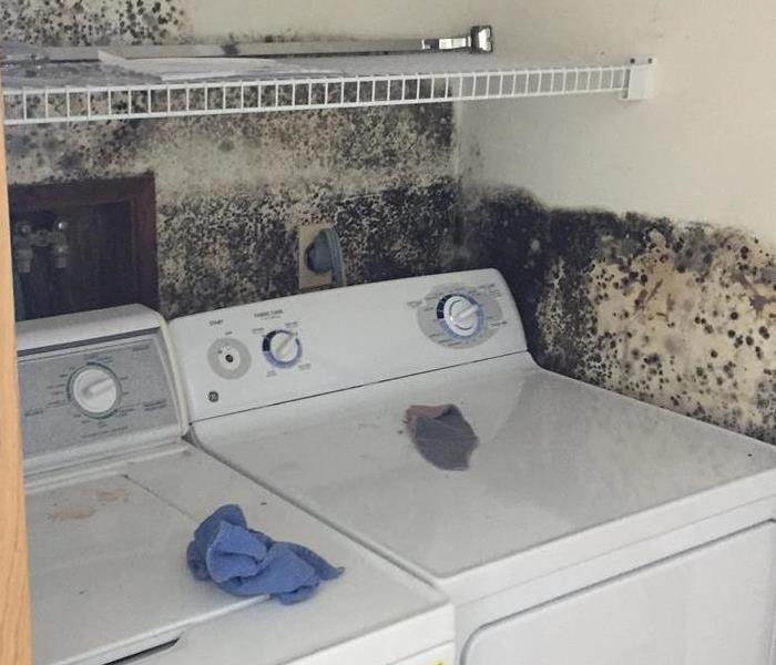 Do you Need Mold Removed In Your Rehoboth, Massachusetts home?