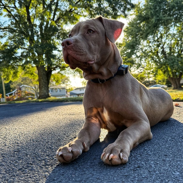 Dog waiting for Invisible Fence® installation in Monroe County, PA