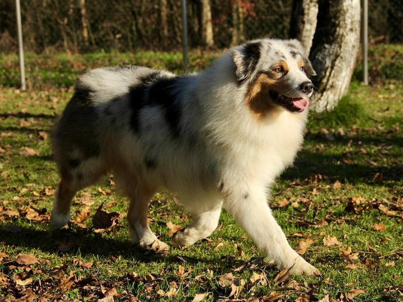 Images Rieshof Dogresort