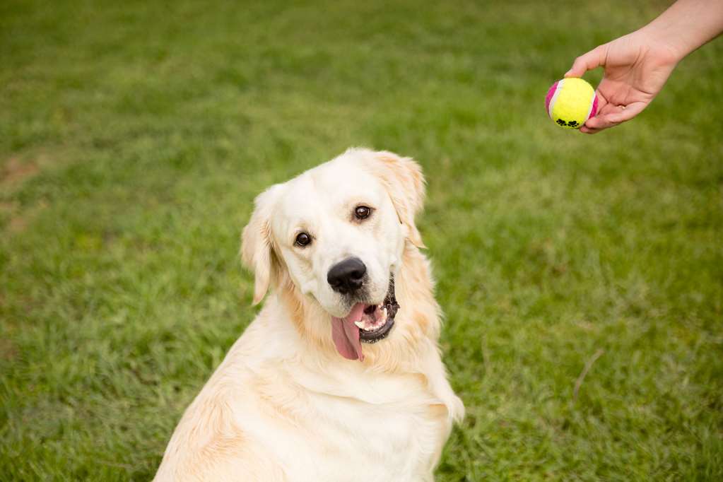 Images Best Western Sanctuary Inn