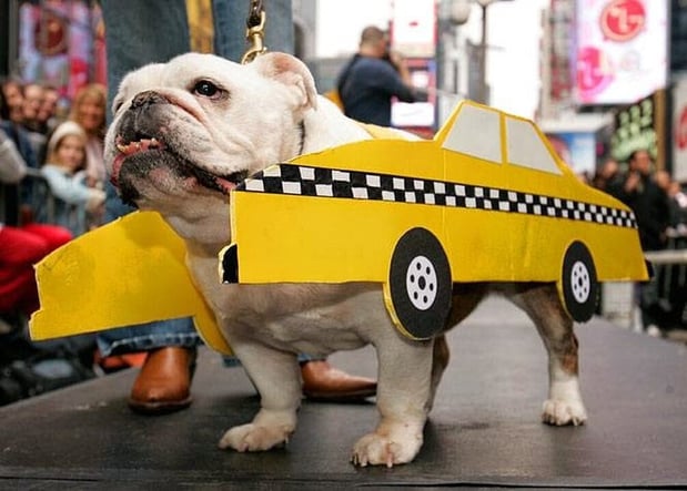 Images Del Mar Doggers dog walking, dog sitting, overnight stays