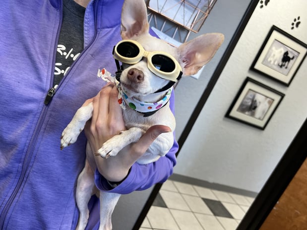 Images VCA Preston Park Animal Hospital