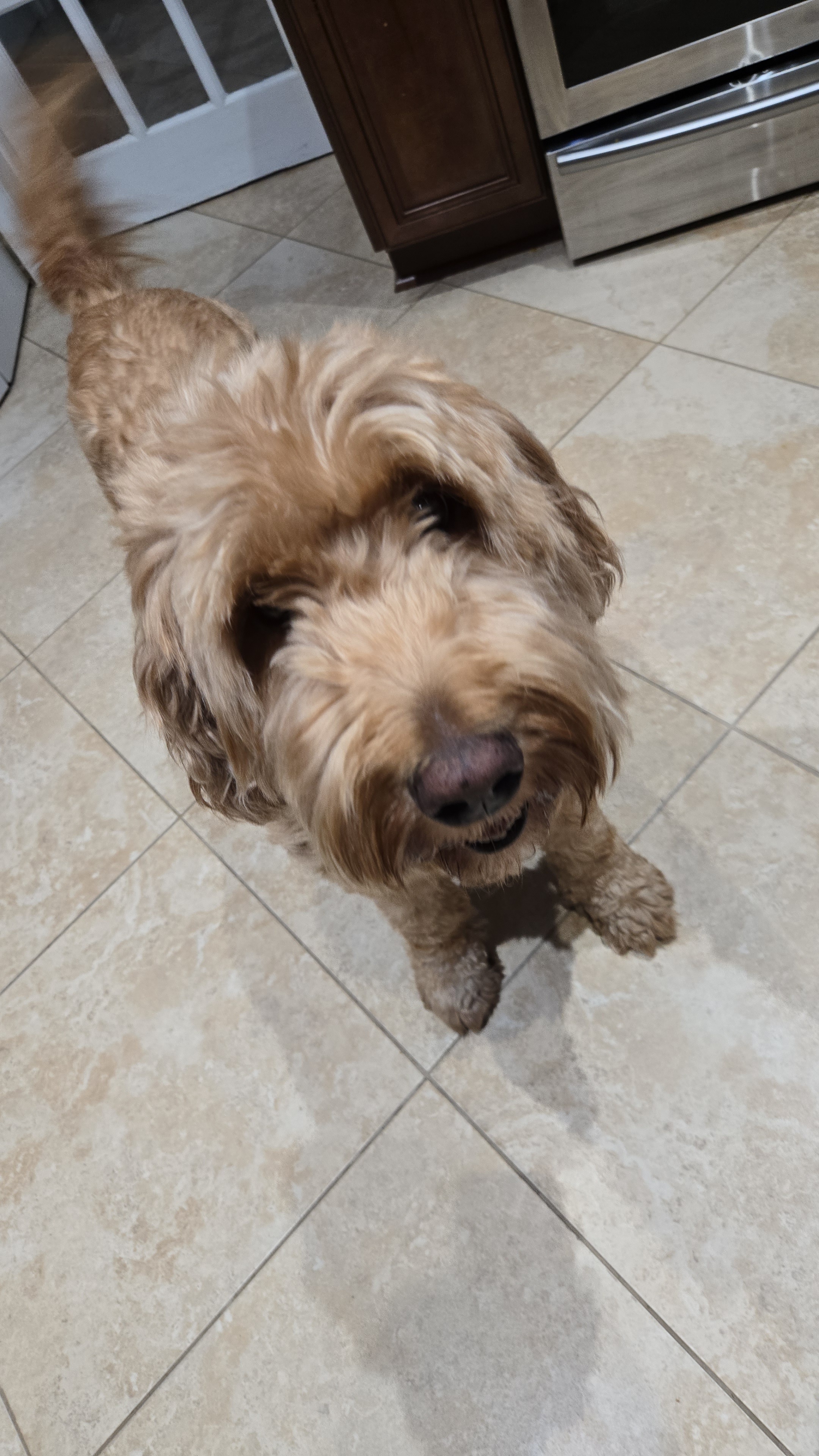 Your Trusted Pet Sitter