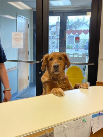 Images VCA Ridgewood Veterinary Hospital