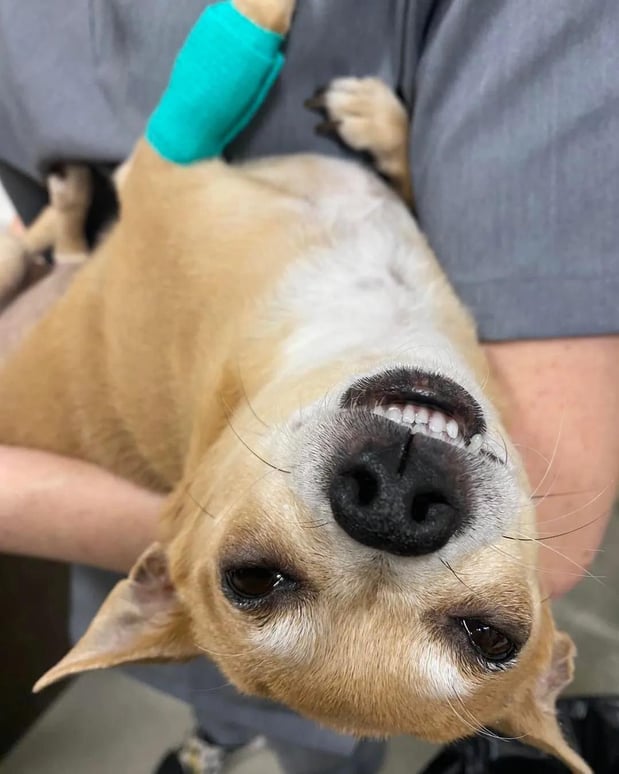 Images Liberty Hill Animal Hospital
