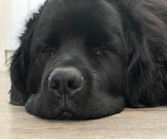 Images Doggie-Do's LLC