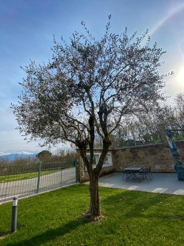 Images Valentino Vito manutenzioni giardini e aiuole