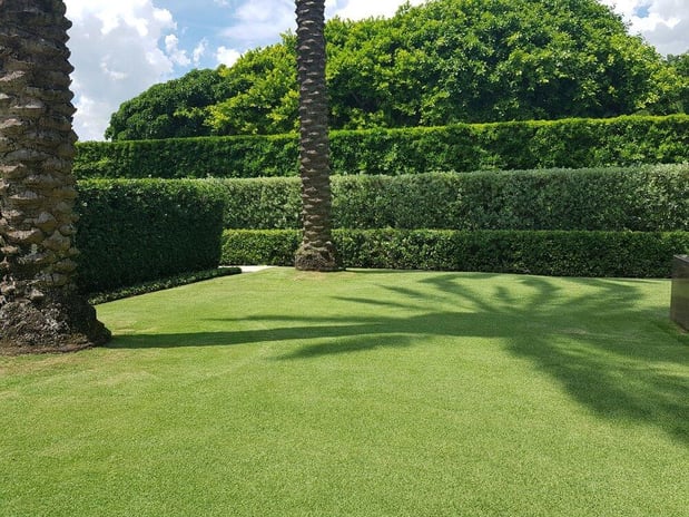Images The Green Shape