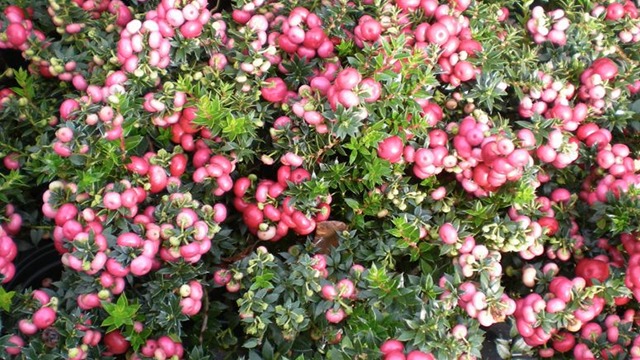 Images Magtenbølle Planteskole ApS