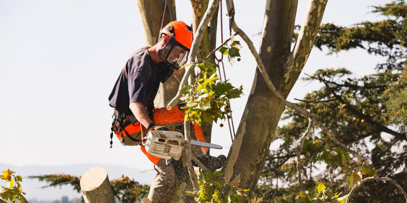 We are safe, careful and methodical about our tree removal services.