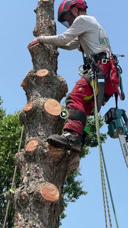 Images Dungrove Tree Service