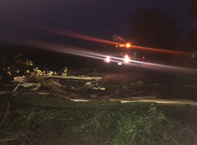 Images Eager Beaver Tree Service LLC