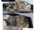 Images The Coastal Cat Resort And Spa