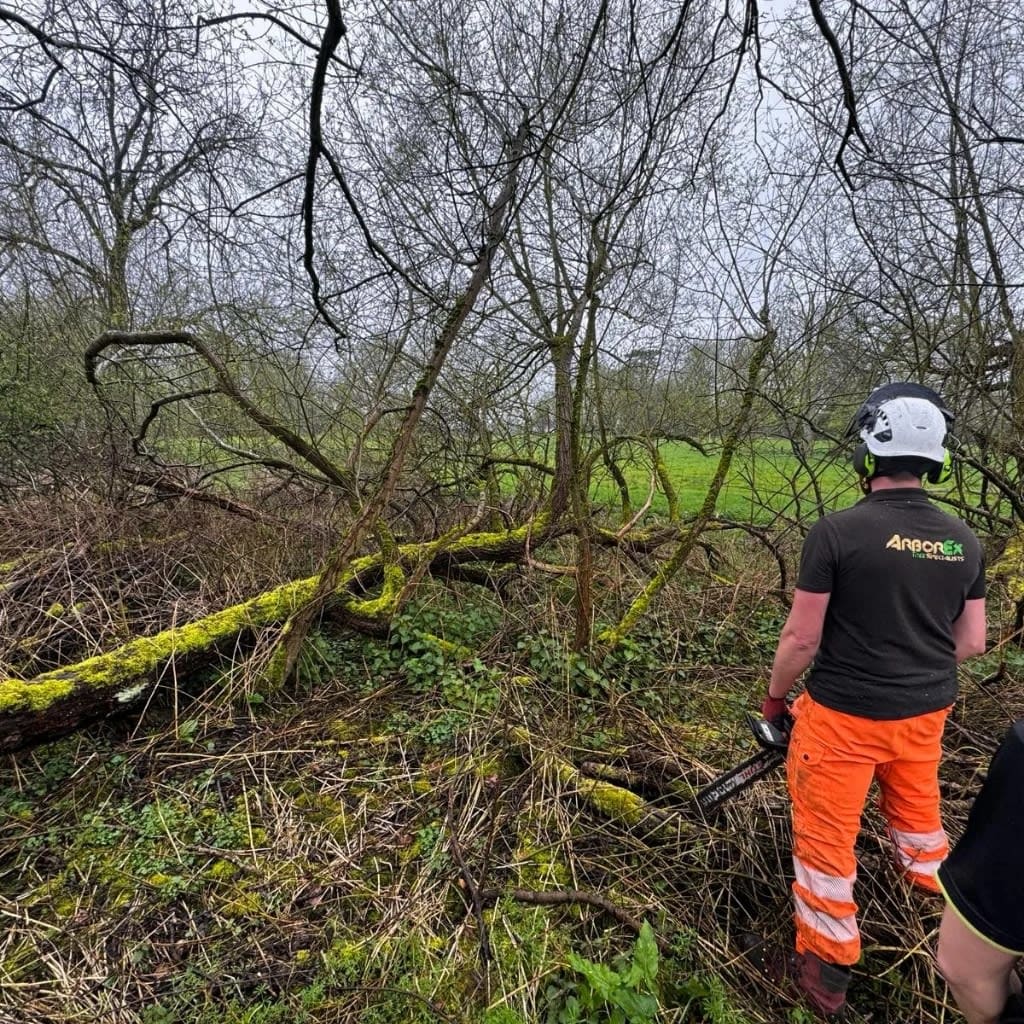 Images Arborex Tree Specialists Ltd
