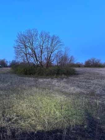 Images RED'S Forestry Mulching