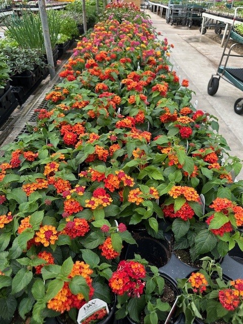 Images Puritas Nursery & Garden Center