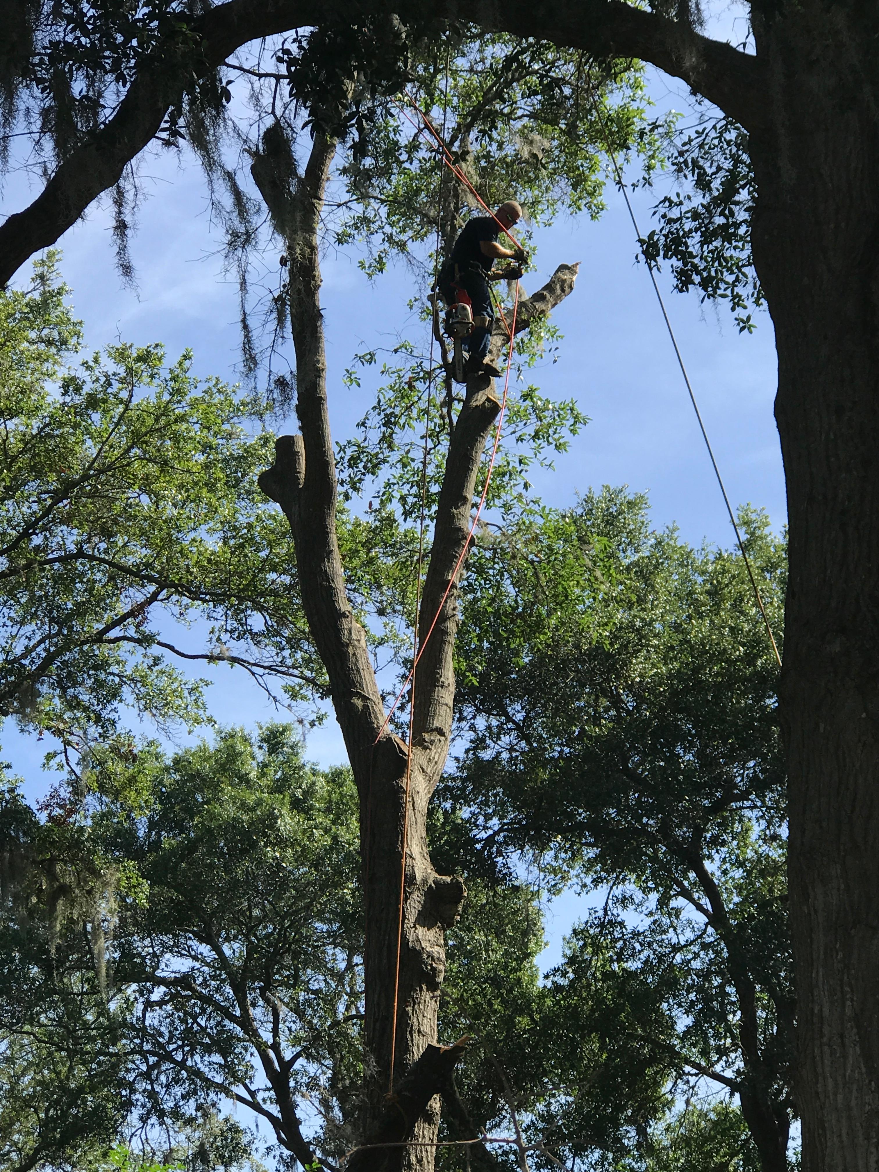 Dunkle's Tree Service